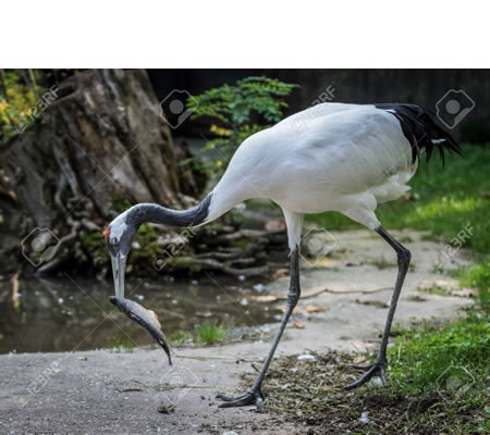 La grulla coronada de rojo comiendo un pez